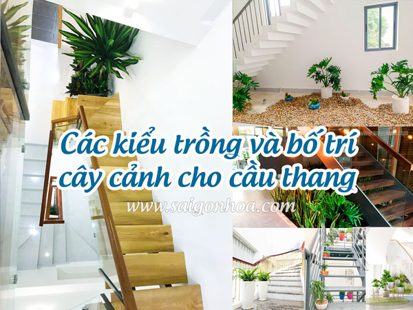 Các kiểu trồng và bố trí cây cảnh cho cầu thang • Sài Gòn Hoa 2024