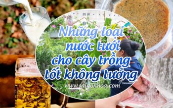 Nuoc Tuoi Cho Cay Trong Tot
