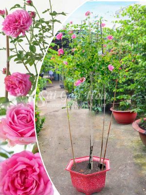 Cây Hoa Hồng Tree For Your Home