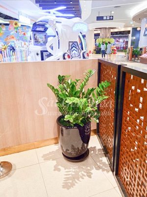 Chậu Cây Kim Phát Tài