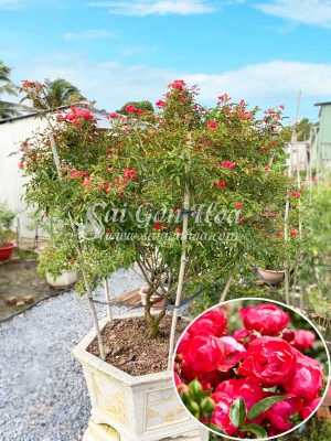 Chậu Cây Hồng Trứng Bonsai