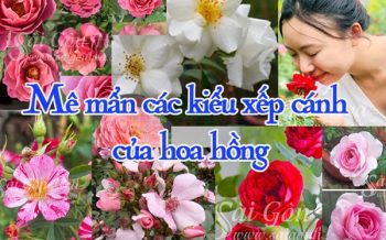 Cac Kieu Xep Canh Cua Hoa Hong