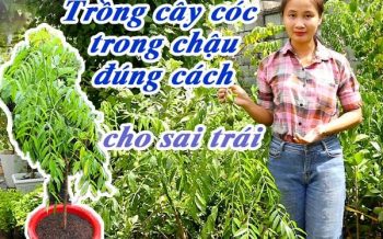 Cach Trong Cay Coc Dung Cach Cho Sai Trai