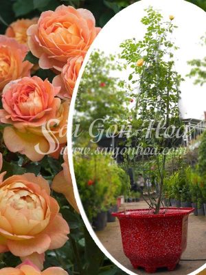 Cây Hoa Hồng Leo Lady of Shalott