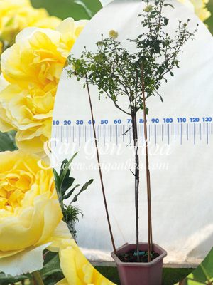 Cây Hoa Hồng Tree Poet’s Wife