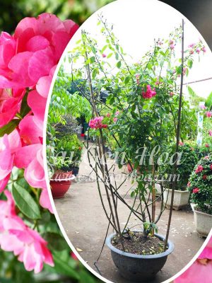 Cây Hoa Hồng Leo Angela