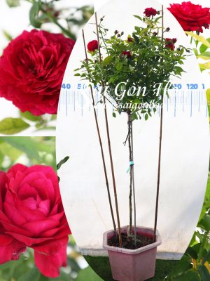 Cây Hoa Hồng Tree Kate