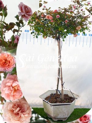 Cây Hoa Hồng Tree Coffee Latte