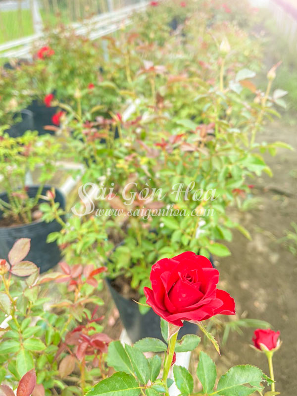 Cây Hoa Hồng Đỏ Siêu Bông