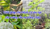 Giap Phap Cho Sau Benh Sau Hai Cay Mang Cau Na