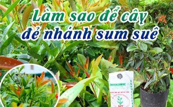 Lam The Nao De Cay Ra Nhanh Nhieu Sum Sue