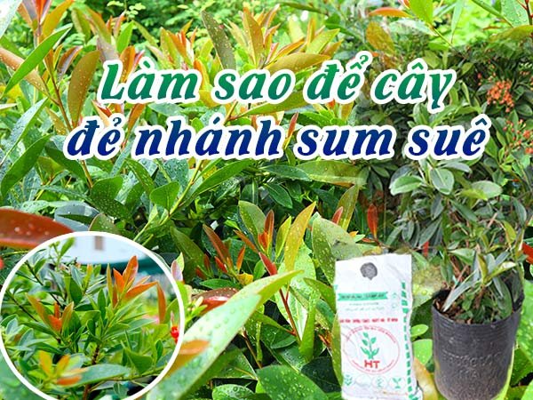 Làm thế nào để cây đẻ nhánh nhiều và sum suê • Sài Gòn Hoa 2022