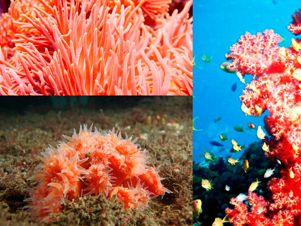 Xu Hướng Màu Hoa Lá Sân Vườn Năm 2022 Living Coral