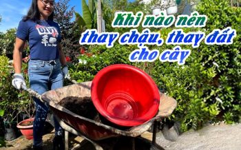 Thay Chau Dat Cho Cay