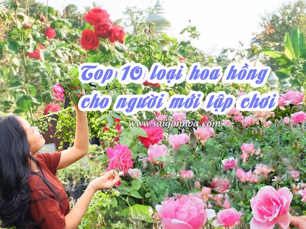 Top 10 Loại Hoa Hồng Cho Người Mới Tập Chơi • Sài Gòn Hoa 2023
