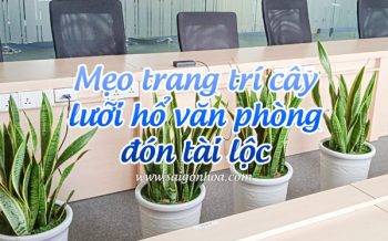 Trang Tri Cay Luoi Ho