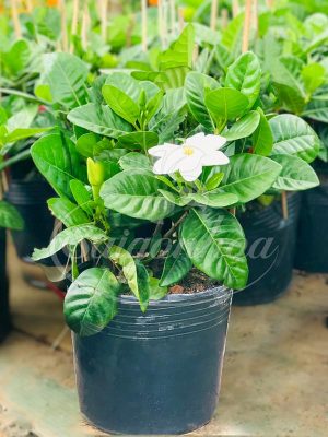 Cây Bạch Thiên Hương