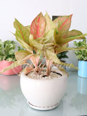 Cây Cung Điện Vàng Để Bàn