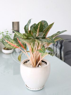 Cây Cung Điện Xanh Để Bàn