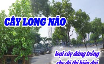 Cay Long Nao Trong Cho Thanh Pho Hien Dai