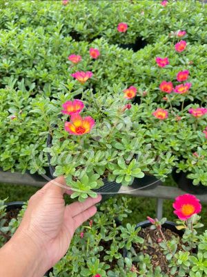 Cây Mười Giờ Sam Giống Mới