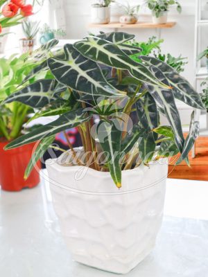 Cây Môn Quan Âm Để Bàn