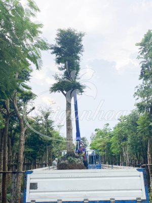 Top 5 cây bóng mát được săn đón nhiều năm 2024