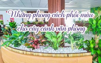 Nhung Cach Phoi Mau Cho Cay Xanh Van Phong