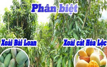 Phan Biet Xoai Hoa Loc Voi Xoai Dai Loan