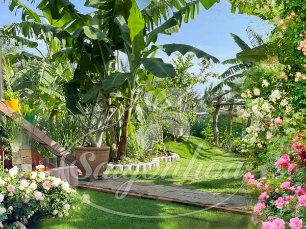 10 Loại Cây Cảnh Chuyên Trồng Sân Vườn Tropical