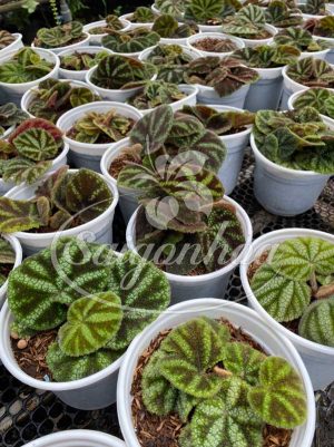 Cây Thu Hải Đường