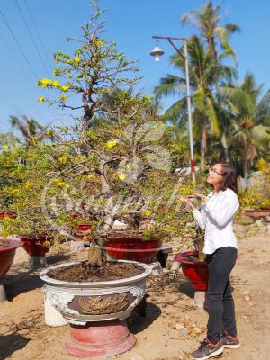 Dịch vụ cho thuê mai Tết Xuân Giáp Thìn 2024
