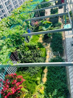 Tiểu Cảnh Sân Thượng