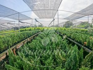 Cây Tùng Búp-Cây Tùng Bút-Cây Thông Noel