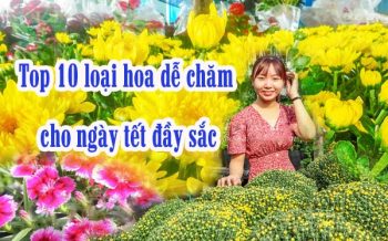 10 Loai Hoa De Cham Cho Ngay Tet