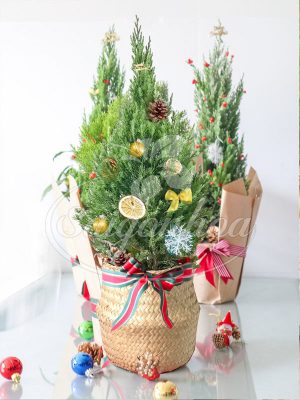 Cây Tùng Búp-Cây Tùng Bút-Cây Thông Noel