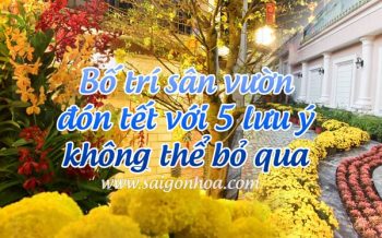 Bo Tri San Vuon Don Tet