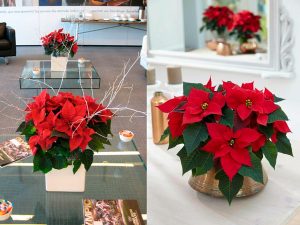 Vui Đón Giáng Sinh Nhận Ưu Đãi Khủng