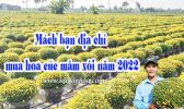 Mach Ban Dia Chi Mua Hoa Cuc Mam Xoi 2022