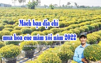 Mach Ban Dia Chi Mua Hoa Cuc Mam Xoi 2022
