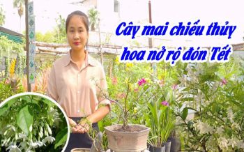 Meo De Cay Mai Chieu Thuy No Hoa Dung Dip Tet