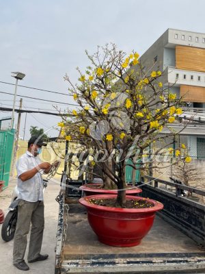 Dịch vụ cho thuê mai Tết Xuân Giáp Thìn 2024