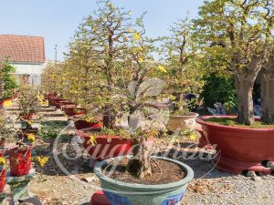 Dịch vụ cho thuê mai Tết Xuân Giáp Thìn 2024