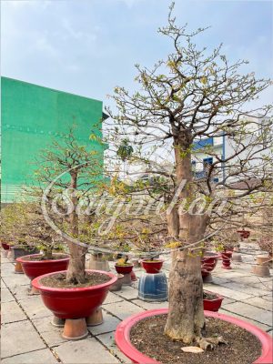 Dịch vụ cho thuê mai Tết Xuân Giáp Thìn 2024