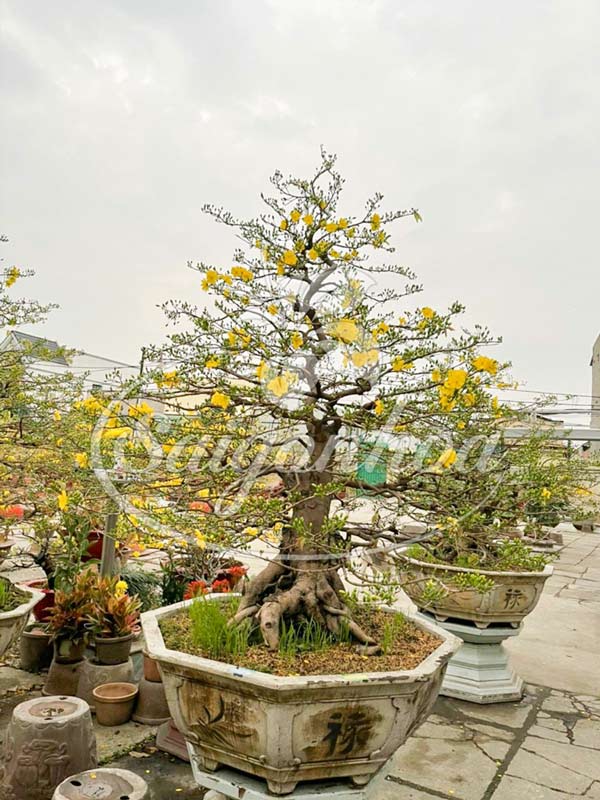 Vườn Mai Sài Gòn Hoa