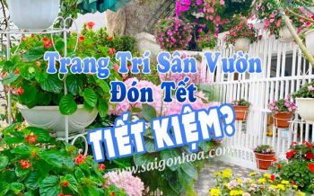 Trang Tri San Vuon Don Tet Tiet Kiem