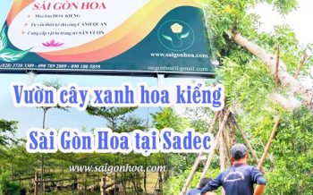 Vuon Cay Xanh Hoa Kieng Saigonhoa Tai Sadec