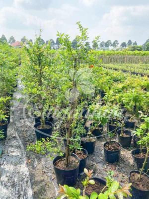 Cây Lựu Đỏ Ấn Độ