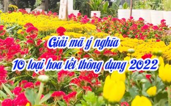 Y Nghia 10 Loai Hoa Tet Thong Dung 2022