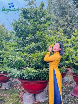 Dịch vụ cho thuê mai Tết Xuân Giáp Thìn 2024